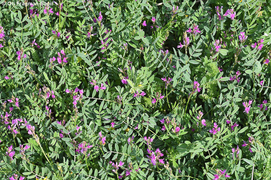 Onobrychis caput-galli  Geotagged,Onobrychis caput-galli,Spring