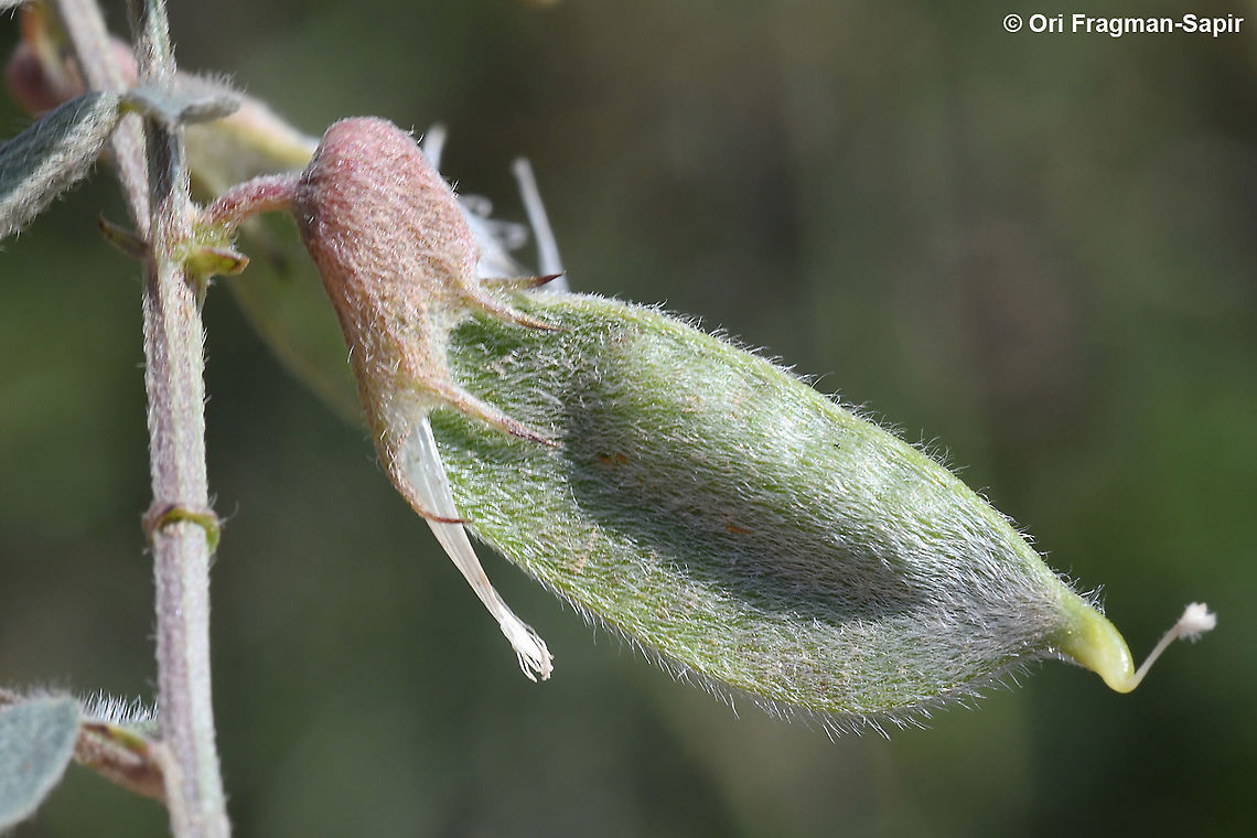 Vicia sericocarpa  Geotagged,Spring,Vicia sericocarpa