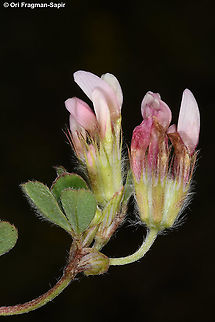 Trifolium eriosphaerum