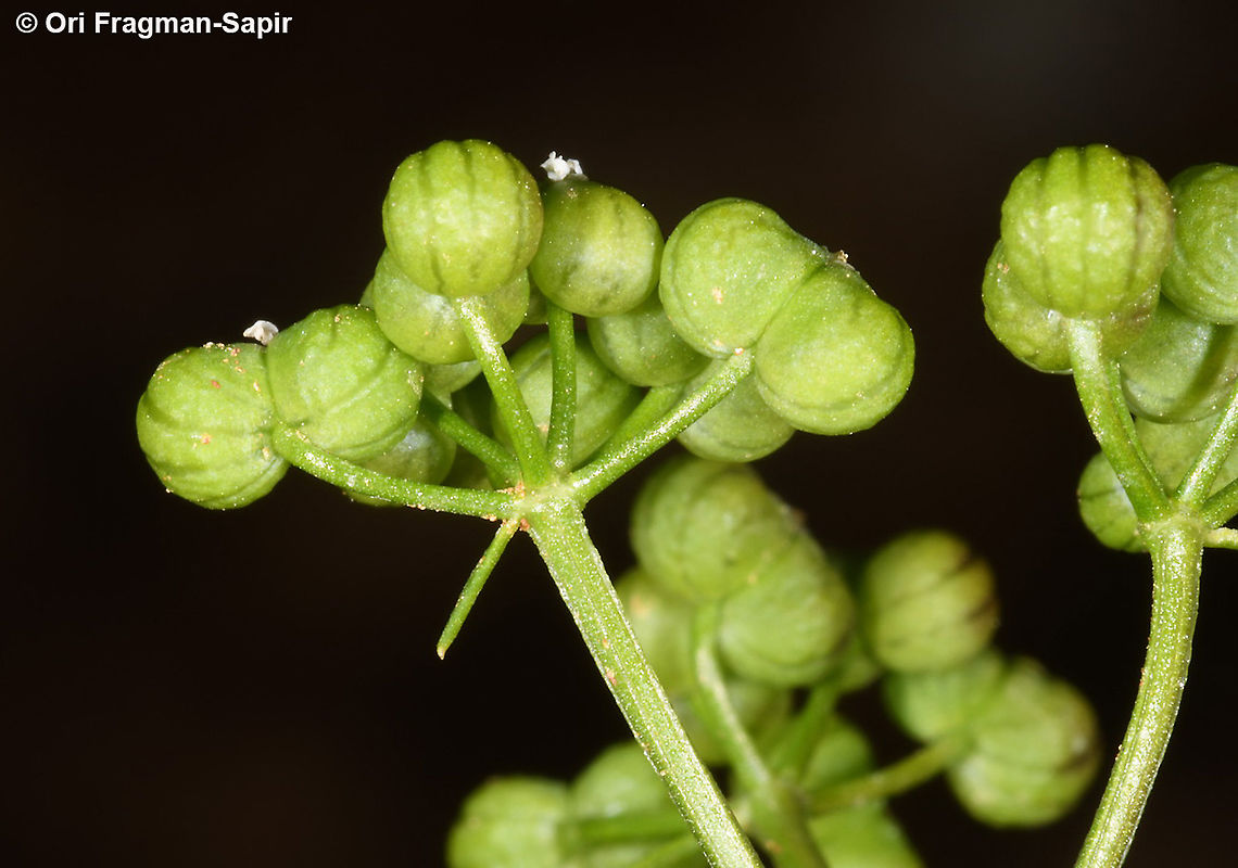 Bifora testiculata  Bifora testiculata,Geotagged,Spring