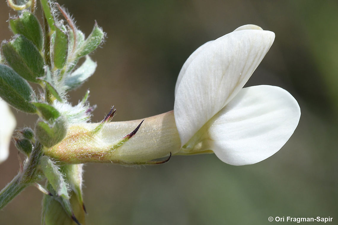 Vicia sericocarpa  Geotagged,Spring,Vicia sericocarpa