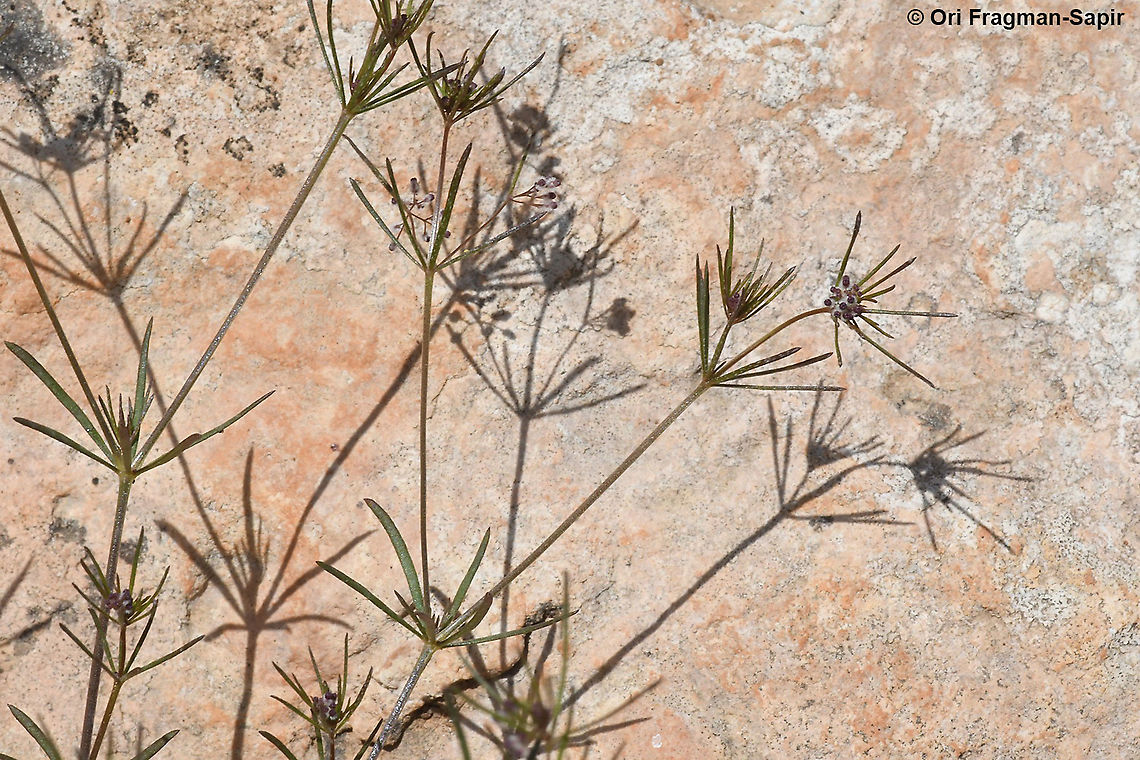 Galium setaceum  Galium setaceum,Geotagged,Spring