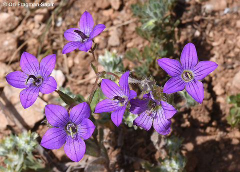 Campanula stellaris