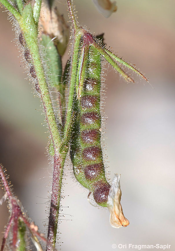 Ononis ornithopodioides  Geotagged,Ononis ornithopodioides,Spring