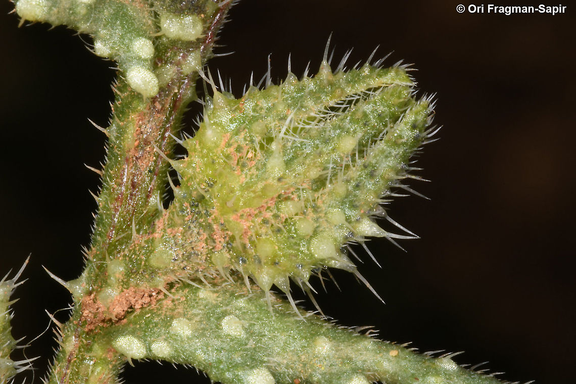 Anchusa aegyptiaca  Anchusa aegyptiaca,Eastern Alkanet,Geotagged,Spring