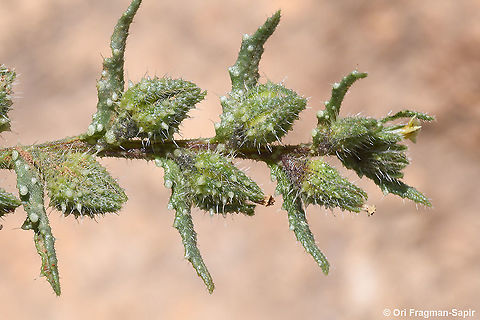 Anchusa aegyptiaca  Anchusa aegyptiaca,Eastern Alkanet,Geotagged,Spring