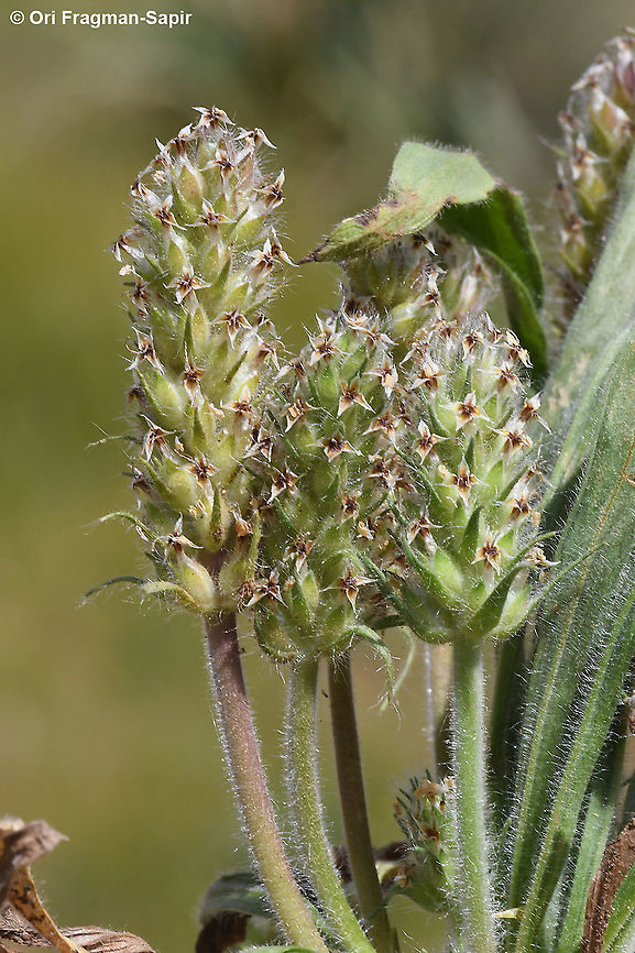 Plantago bellardi ssp deflexa  Geotagged,Plantago bellardi,Spring