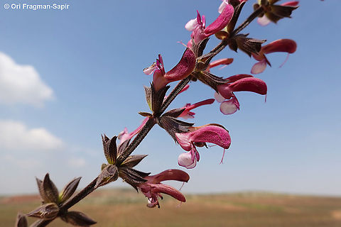 Jerusalem salvia