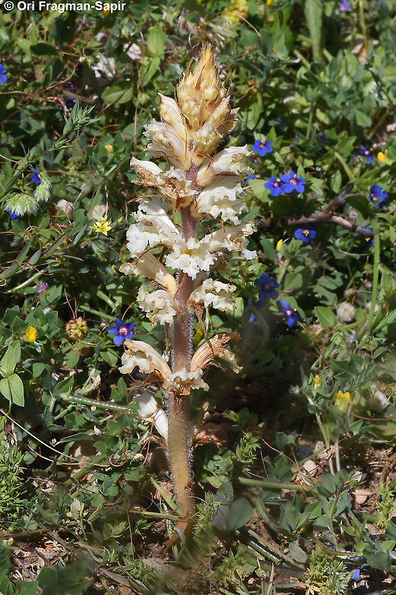 Orobanche crenata  Bean broomrape,Geotagged,Orobanche crenata,Orobanche palaestina,Spring
