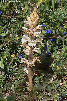 Orobanche crenata  Bean broomrape,Geotagged,Orobanche crenata,Orobanche palaestina,Spring