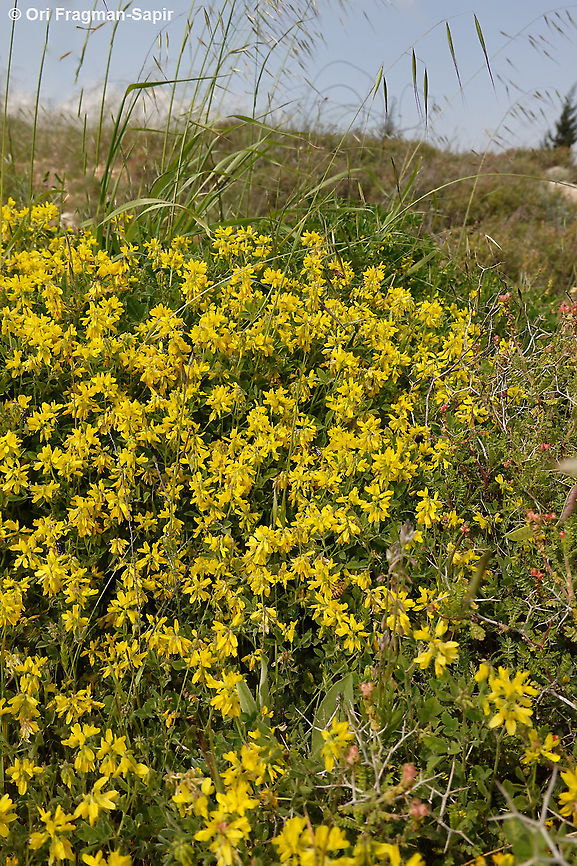 Trigonella hierosolymitana  Geotagged,Spring,Trigonella hierosolymitana