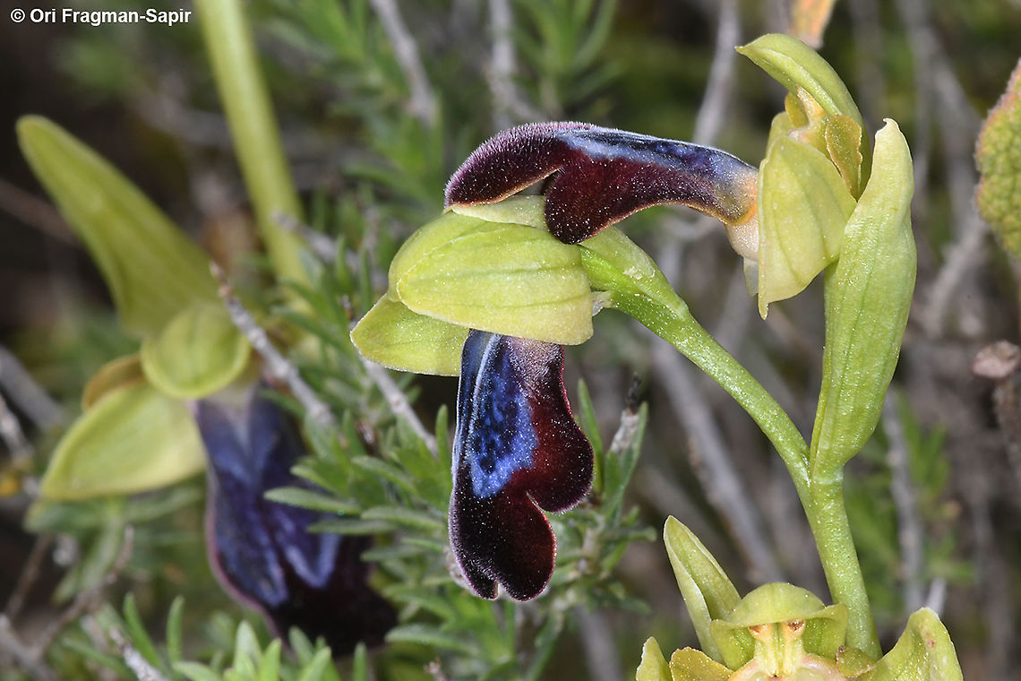 Ophrys fusca ssp iricolor  Geotagged,Ophrys fusca,Sombre bee-orchid,Spring