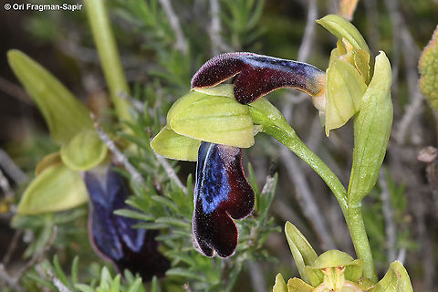 Ophrys fusca ssp iricolor  Geotagged,Ophrys fusca,Sombre bee-orchid,Spring