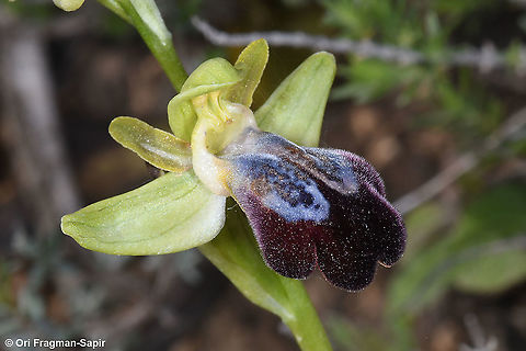 Ophrys fusca ssp iricolor  Ophrys fusca,Sombre bee-orchid