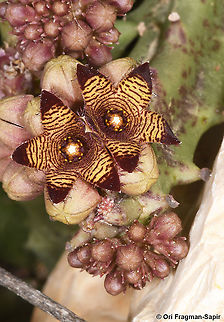 Caralluma europaea var. judaica  Caralluma europaea,European Caralluma