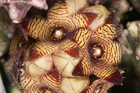 Caralluma europaea var. judaica  Caralluma europaea,European Caralluma,Geotagged,Spring