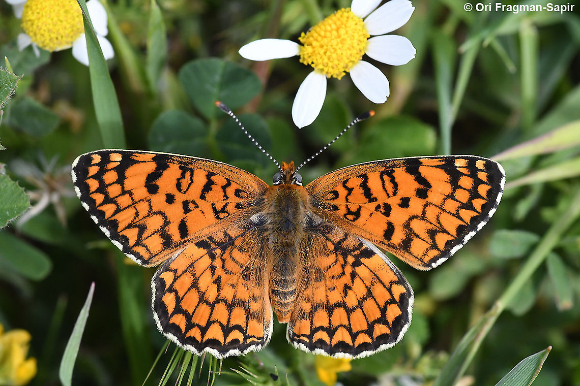 Melitaea telona  Geotagged,Melitaea ornata,Spring