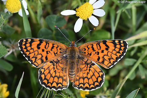 Melitaea telona  Geotagged,Melitaea ornata,Spring