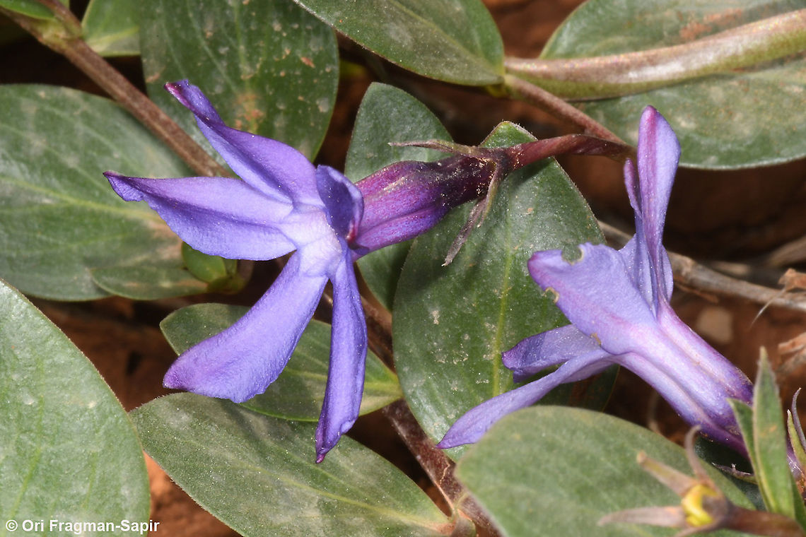 Vinca herbacea  Geotagged,Herbaceous periwinkle,Spring,Vinca herbacea