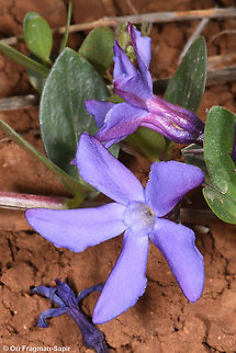 Vinca herbacea  Geotagged,Herbaceous periwinkle,Spring,Vinca herbacea