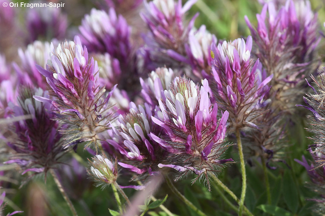 Trifolium prophetarum  Geotagged,Spring,Trifolium prophetarum