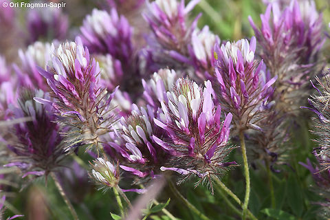 Trifolium prophetarum  Geotagged,Spring,Trifolium prophetarum
