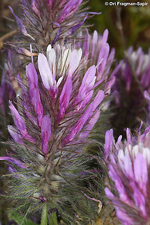 Trifolium prophetarum  Geotagged,Spring,Trifolium prophetarum