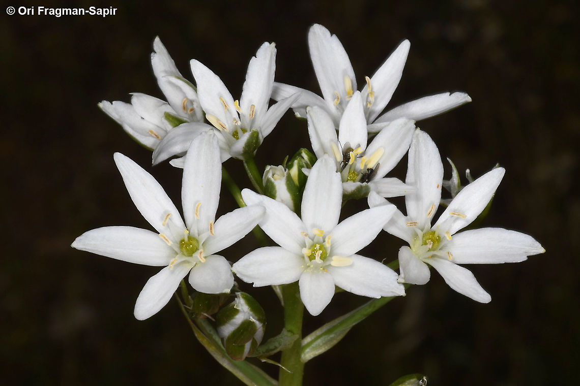 Ornithogalum neurostegium ssp. eigii  Ornithogalum neurostegium