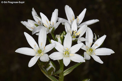 Ornithogalum neurostegium ssp. eigii  Ornithogalum neurostegium