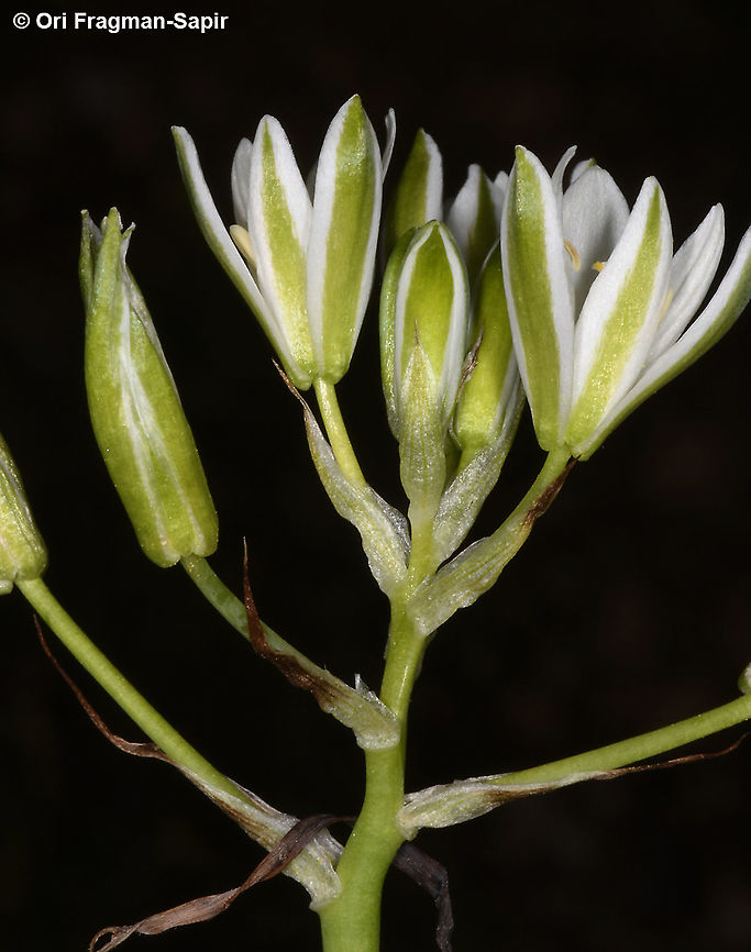 Ornithogalum neurostegium ssp. eigii  Geotagged,Ornithogalum neurostegium,Spring