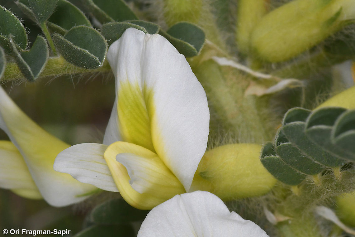 Astragalus aleppicus  Aleppo Milkvetch,Astragalus aleppicus,Geotagged,Spring