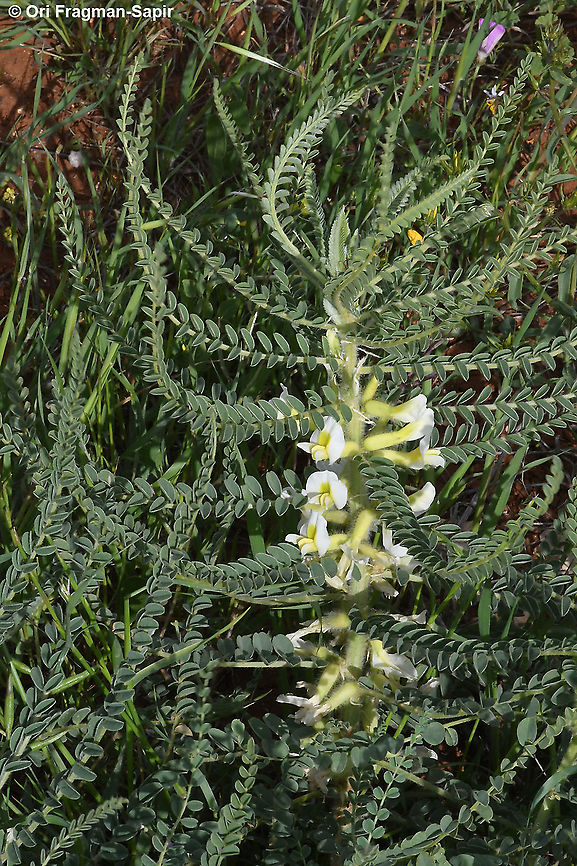 Astragalus aleppicus  Aleppo Milkvetch,Astragalus aleppicus,Geotagged,Spring
