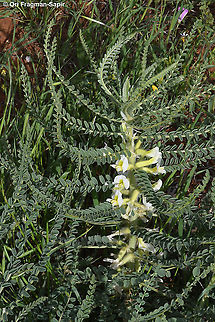Astragalus aleppicus  Aleppo Milkvetch,Astragalus aleppicus,Geotagged,Spring