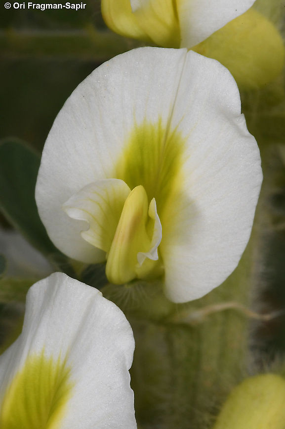 Astragalus aleppicus  Aleppo Milkvetch,Astragalus aleppicus,Geotagged,Spring