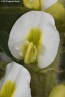 Astragalus aleppicus  Aleppo Milkvetch,Astragalus aleppicus,Geotagged,Spring