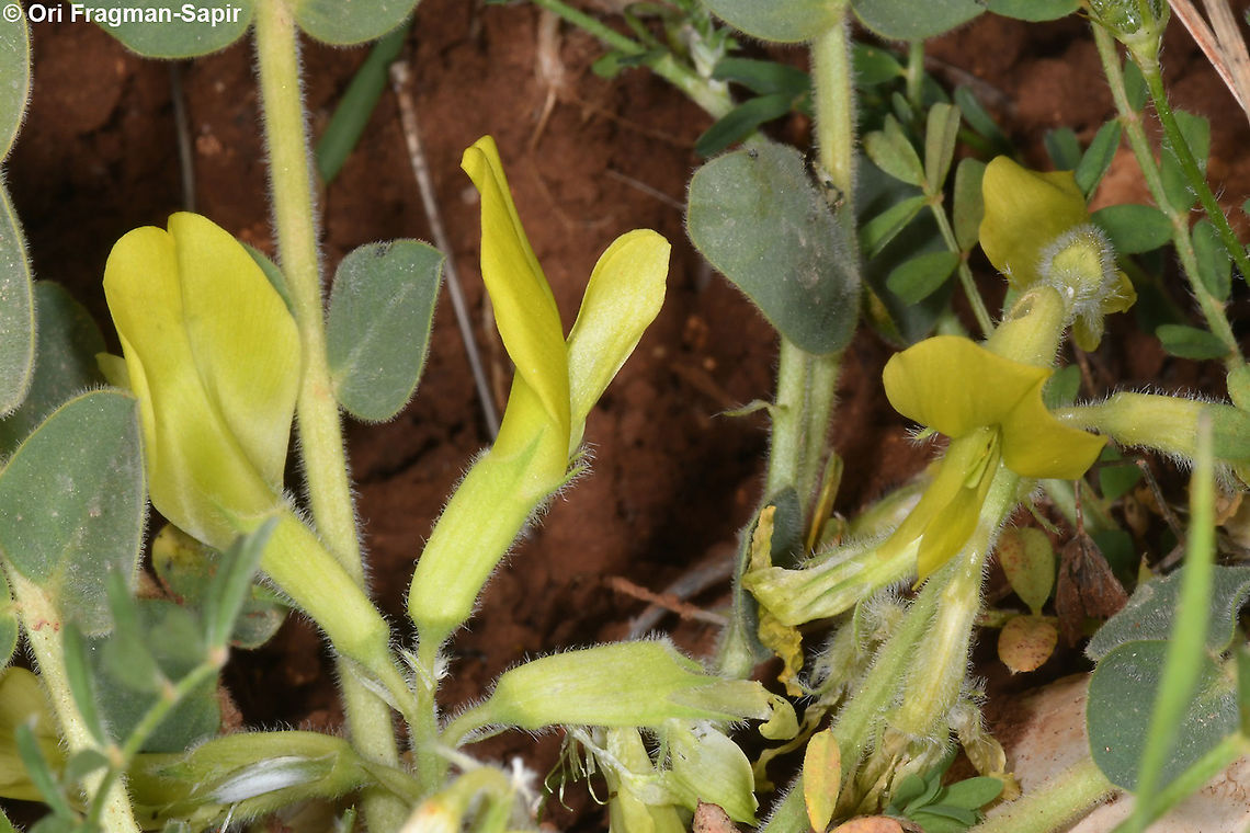 Astragalus brachystachys  Astragalus brachystachys,Geotagged,Spring