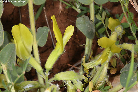 Astragalus brachystachys  Astragalus brachystachys,Geotagged,Spring