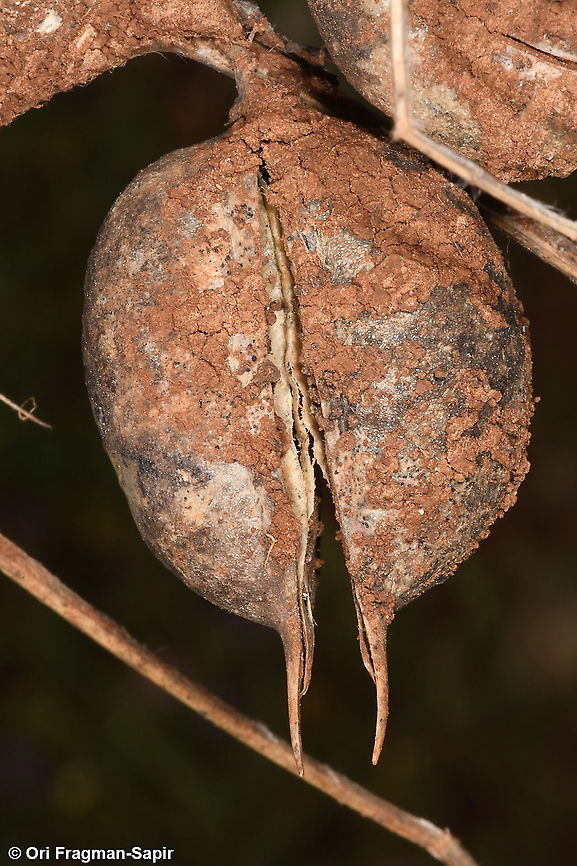 Astragalus aleppicus  Aleppo Milkvetch,Astragalus aleppicus,Geotagged,Spring