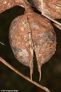 Astragalus aleppicus  Aleppo Milkvetch,Astragalus aleppicus,Geotagged,Spring