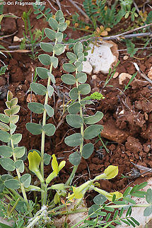 Astragalus brachystachys  Astragalus brachystachys,Geotagged,Spring