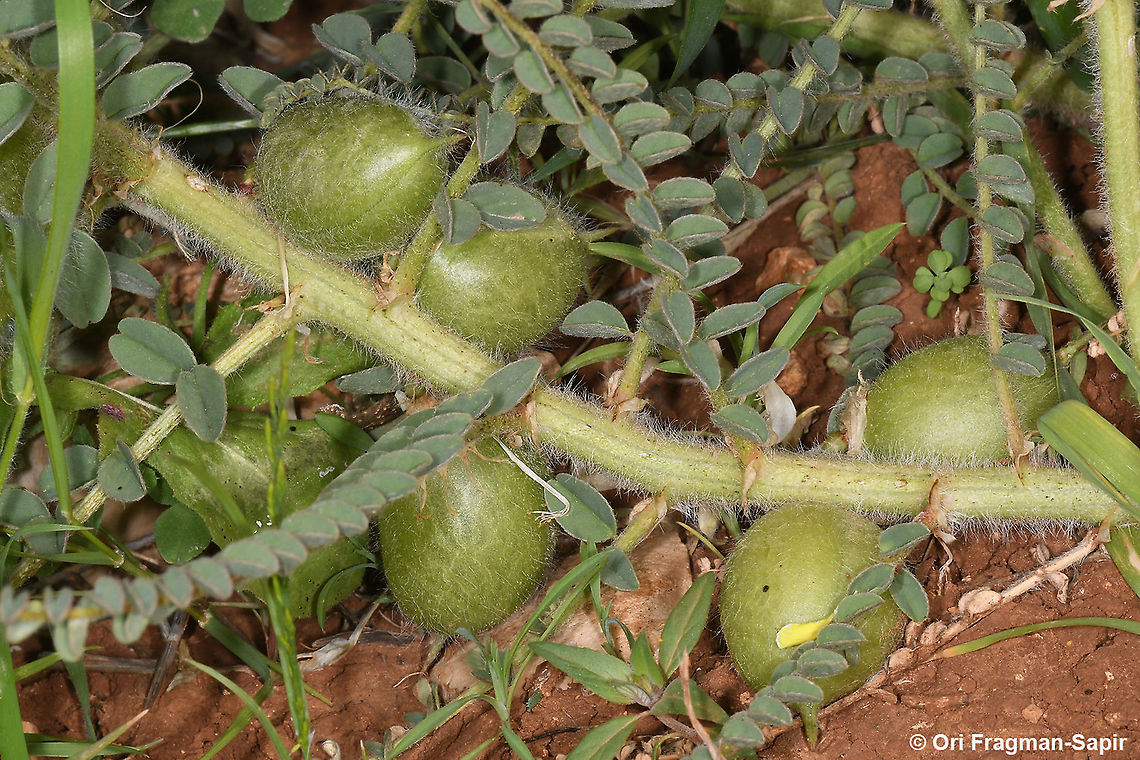 Astragalus aleppicus  Aleppo Milkvetch,Astragalus aleppicus,Geotagged,Spring