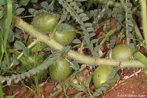 Astragalus aleppicus  Aleppo Milkvetch,Astragalus aleppicus,Geotagged,Spring