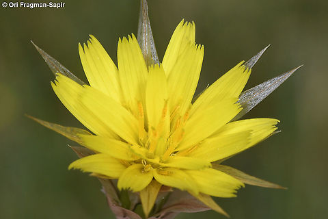 Catananche lutea  Catananche lutea,Geotagged,Spring