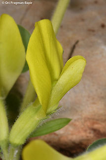 Astragalus brachystachys