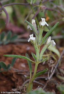 Lallemantia iberica Geotagged,Lallemantia iberica,Spring