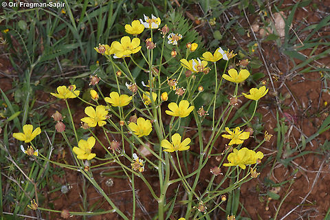Bongardia chrysogonum  Bongardia,Bongardia chrysogonum,Geotagged,Spring