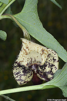 Aristolochia bottae  Aristolochia bottae,Geotagged,Spring