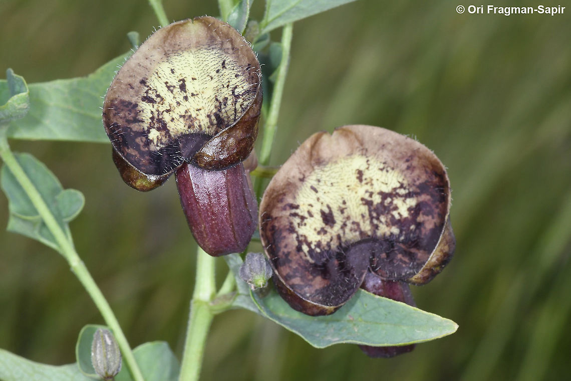 Aristolochia bottae  Aristolochia bottae,Geotagged,Spring