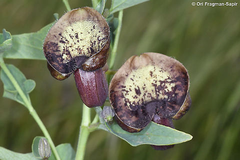 Aristolochia bottae  Aristolochia bottae,Geotagged,Spring
