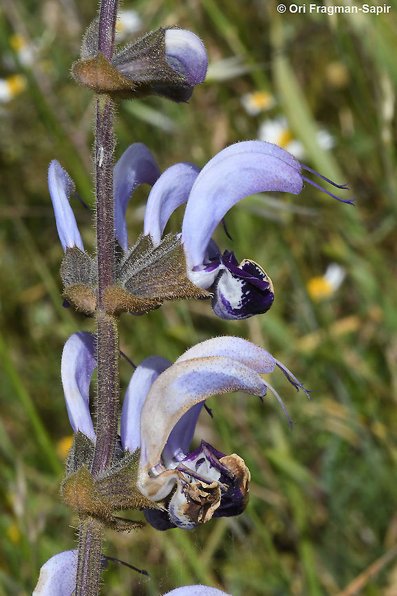 Salvia indica  Salvia indica